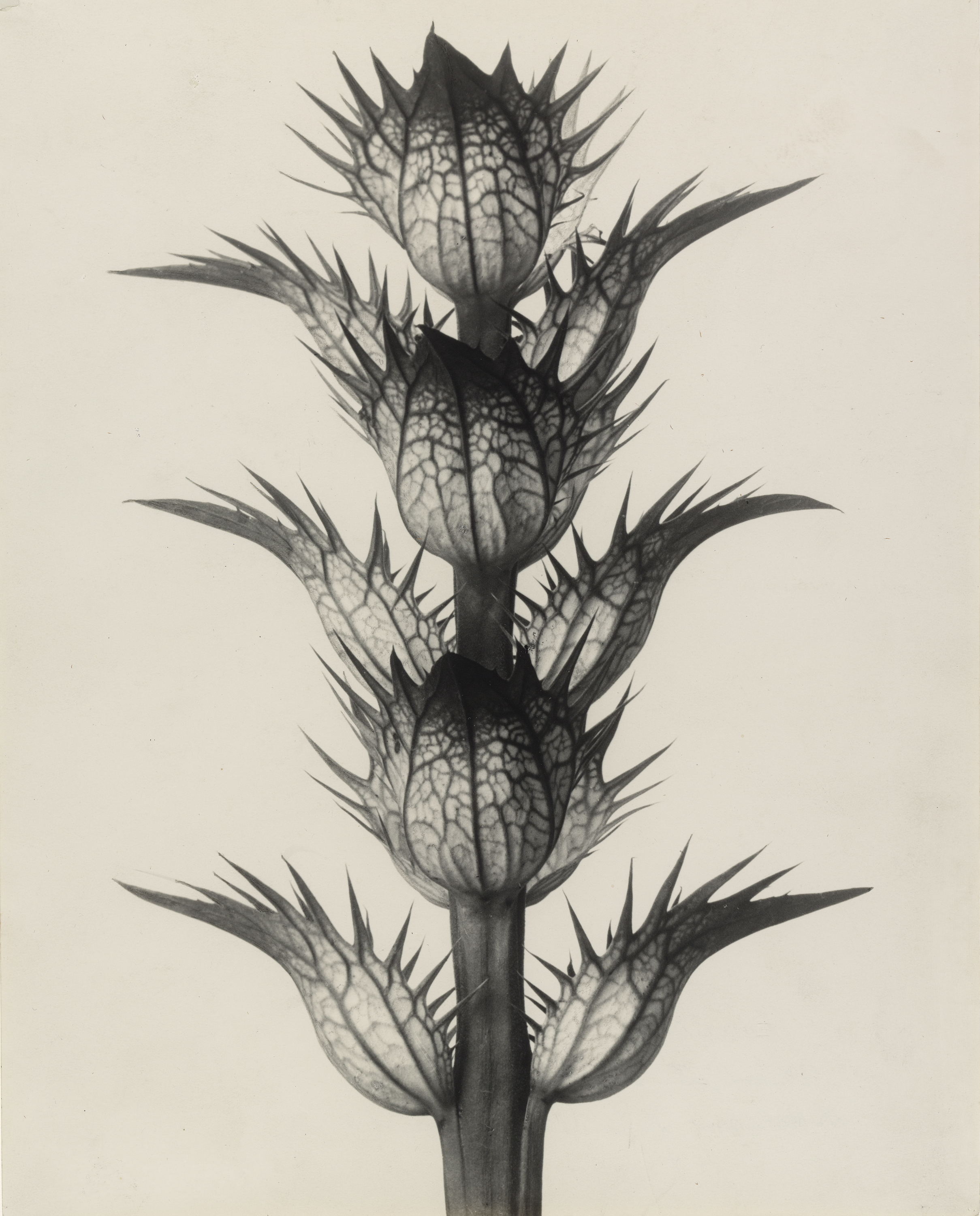 Photo by Karl Blossfeldt, from Thomas Walther's Collection