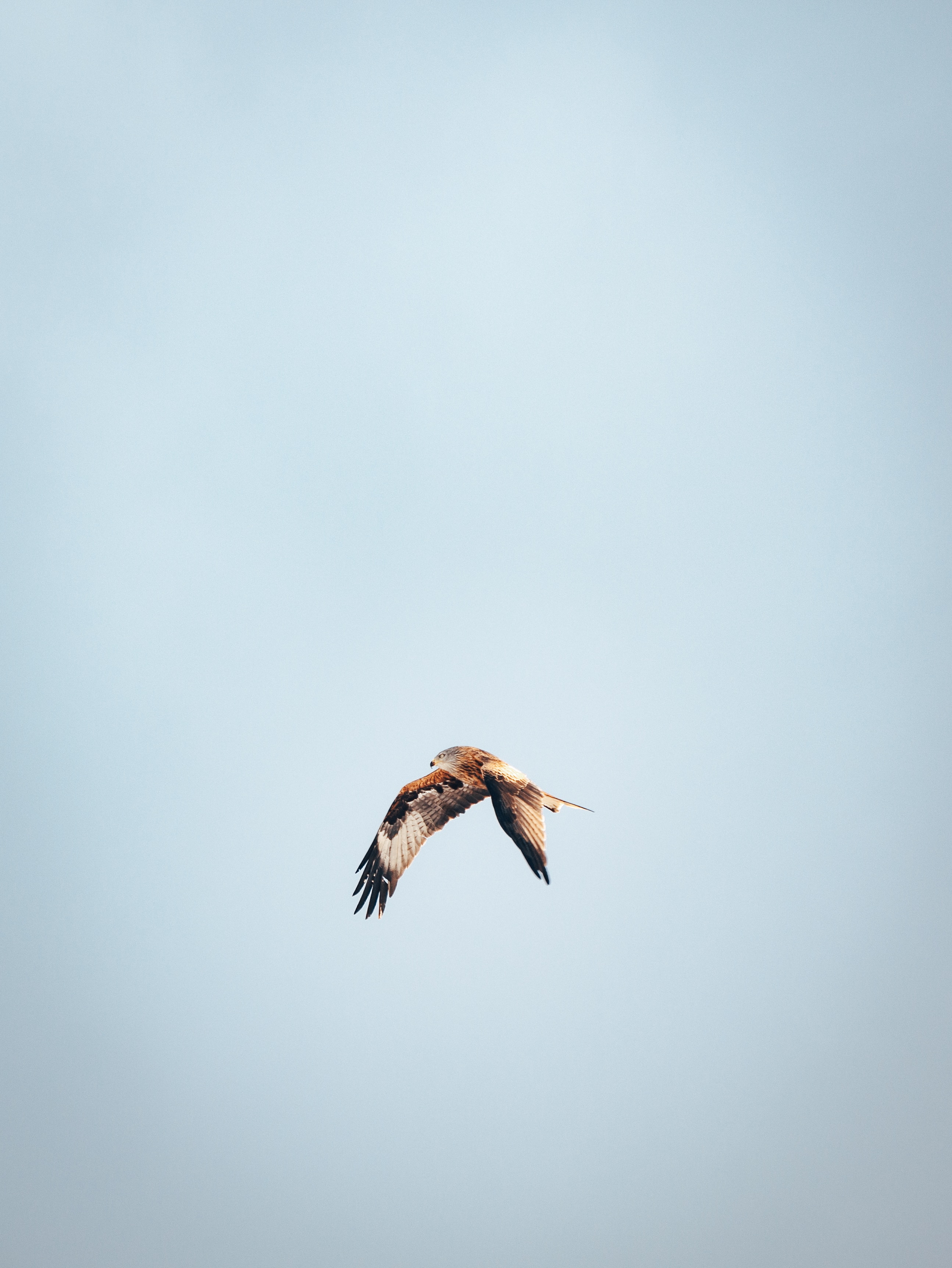 Exemple d'une image en mouvement photographiée : le vol d'un aigle