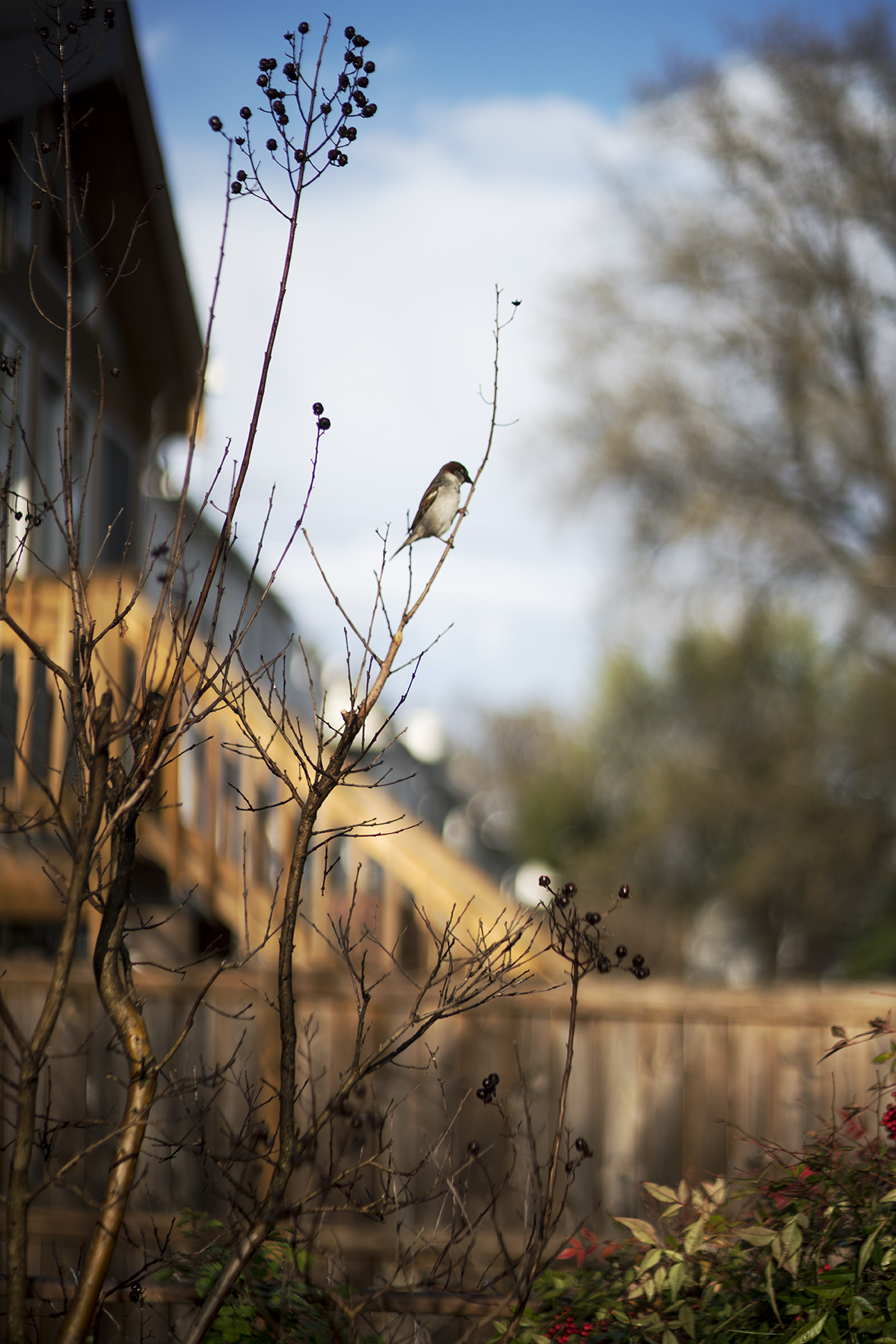Terri Weifenbach写真集「Some Insects」花　空　虫　庭 Terri Weifenbach: The may sun | Book Ernest