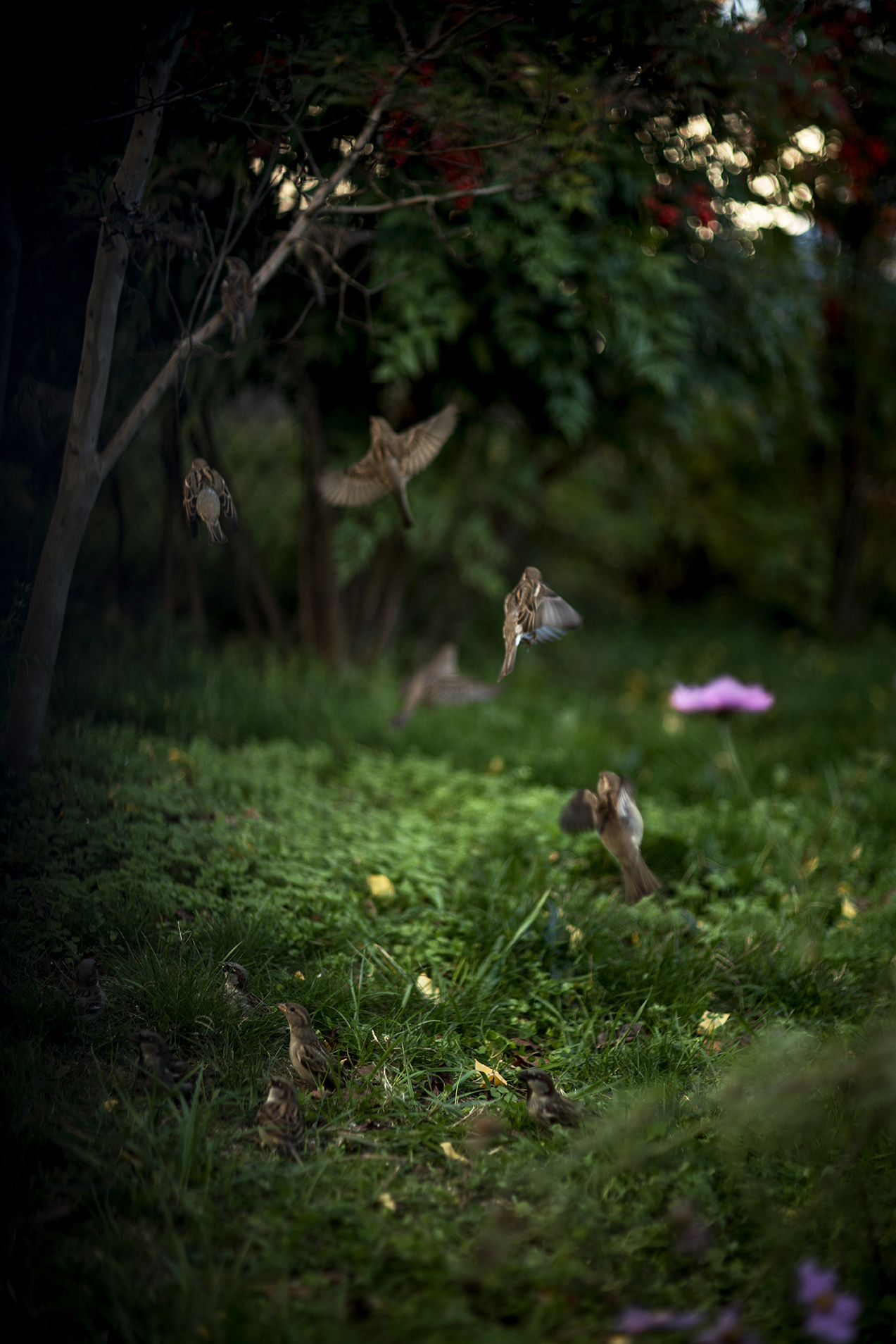 Terri Weifenbach写真集「Some Insects」花　空　虫　庭 Terri Weifenbach: Feathers and twigs — Blind Magazine